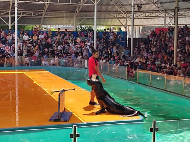 Singa Laut di Samudra Ancol