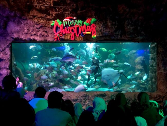 Feeding show di aquarium utama Seaworld Ancol