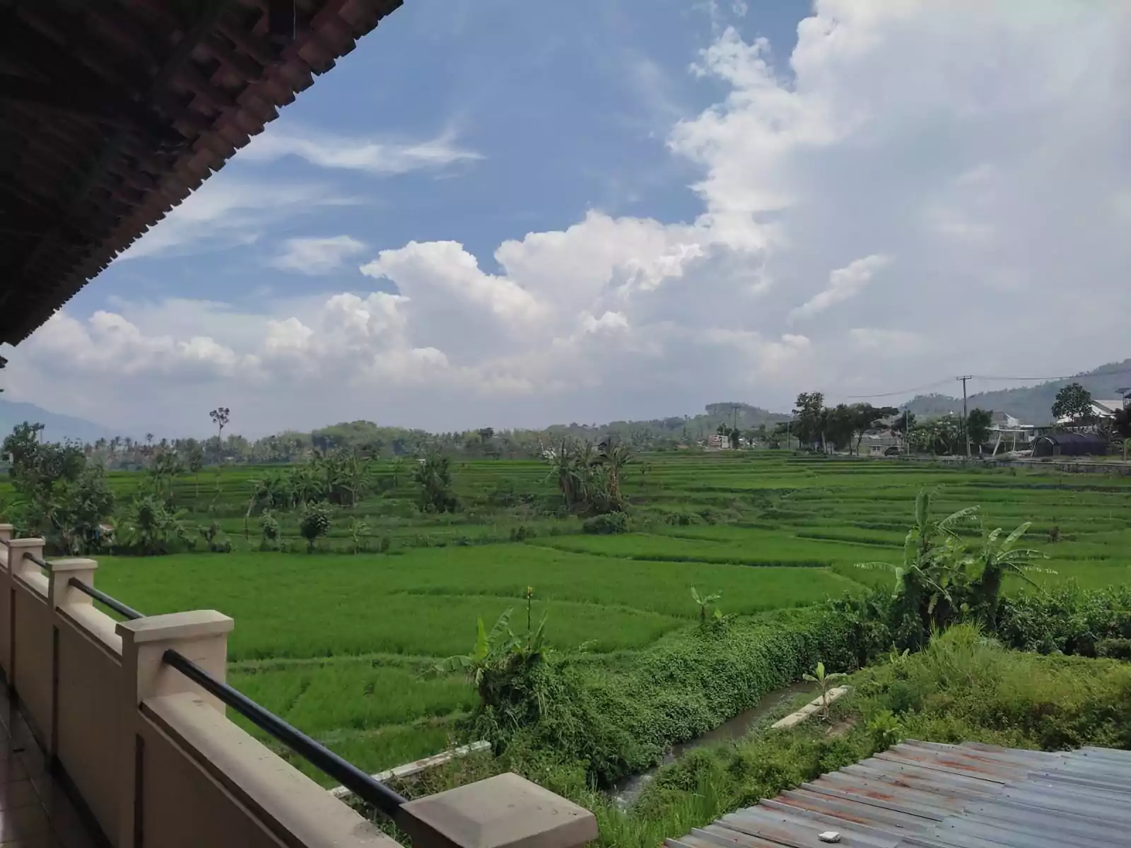 Pemandangan sawah