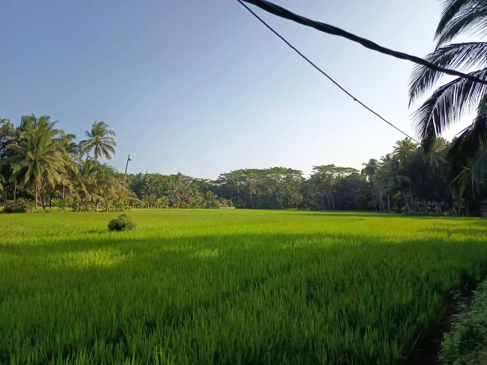 Lokasi House of Sawah